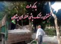 آهک پاشی و تنظیف پارک ملت